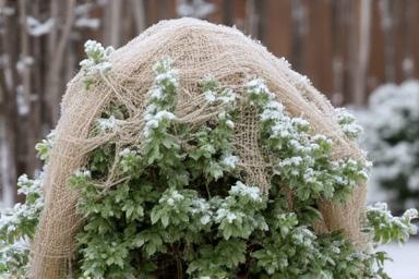 Winter plant protection covering